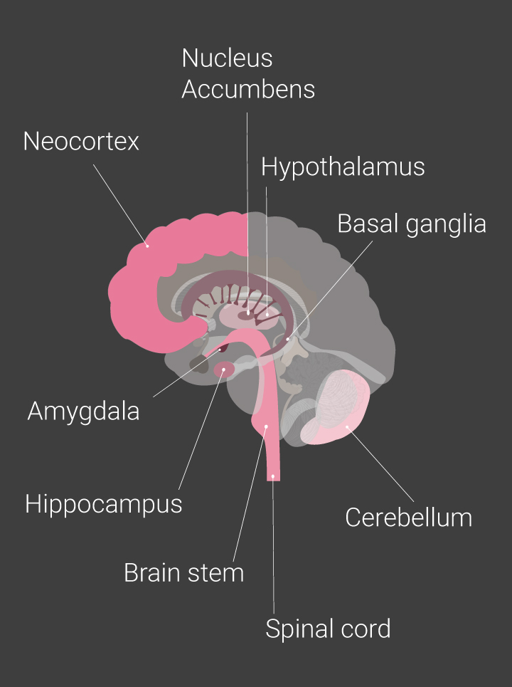 Brain Parts