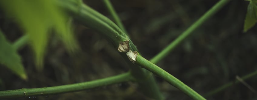 HST-Techniken werden zu spät während der Blüte durchgeführt