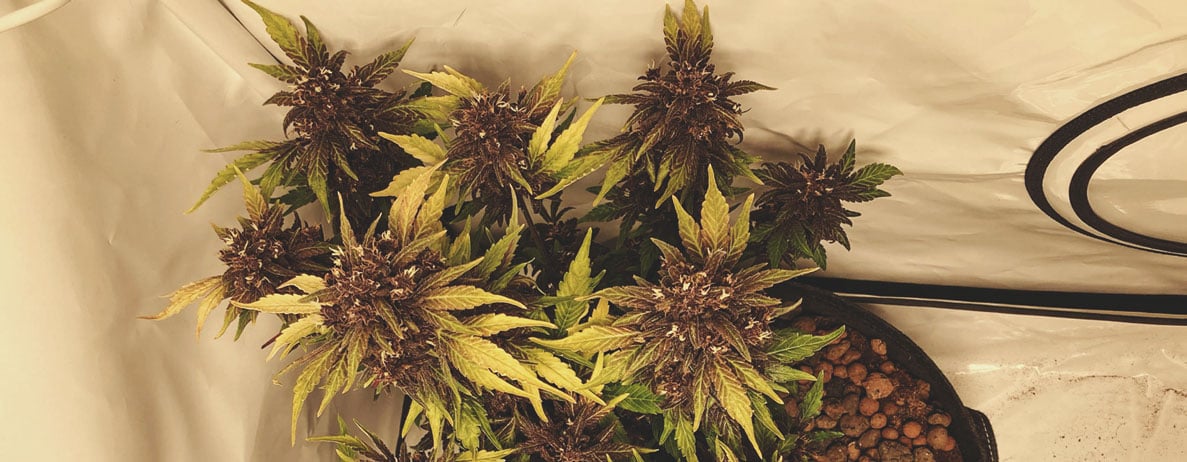 Welche Cannabisfarben gibt es? Welche Cannabisfarben gibt es?
