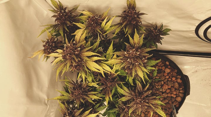 Welche Cannabisfarben gibt es? Welche Cannabisfarben gibt es?