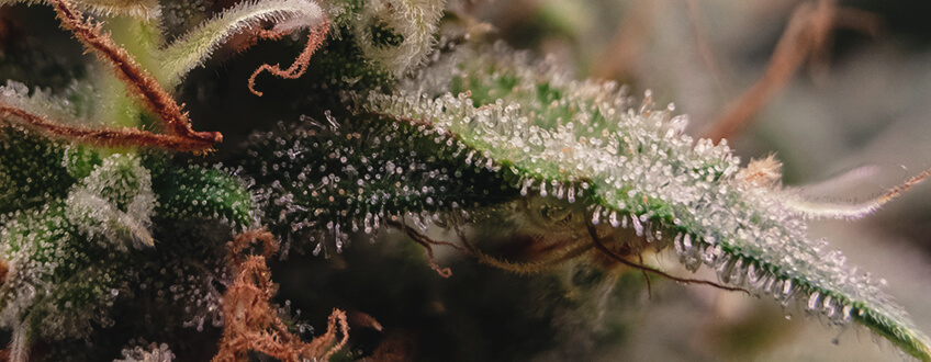 DIE TRICHOME FANGEN AN, IHR AUSSEHEN ZU VERÄNDERN DIE TRICHOME FANGEN AN, IHR AUSSEHEN ZU VERÄNDERN