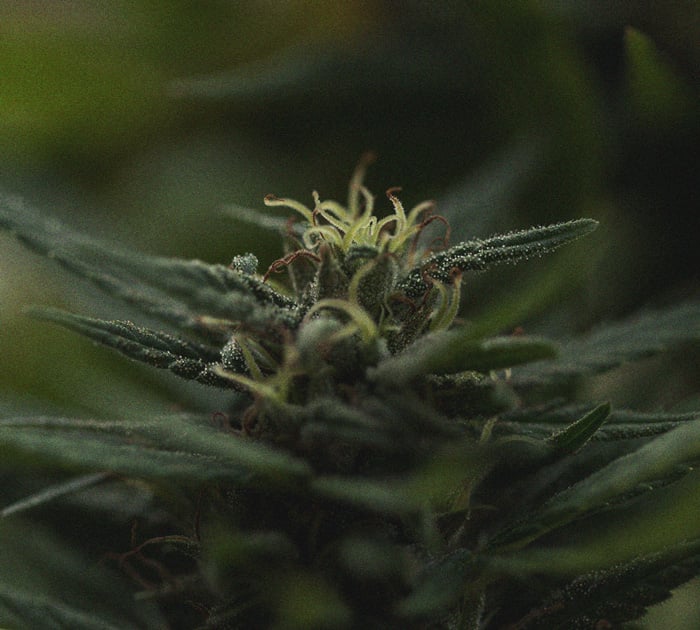 The Importance Of Pistils To Cannabis Growers The Importance Of Pistils To Cannabis Growers