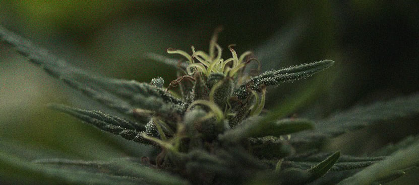 The Importance Of Pistils To Cannabis Growers The Importance Of Pistils To Cannabis Growers