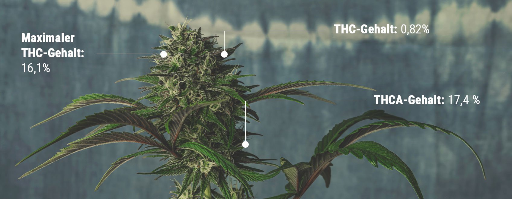 Die Wissenschaft der THC-Tests verstehen