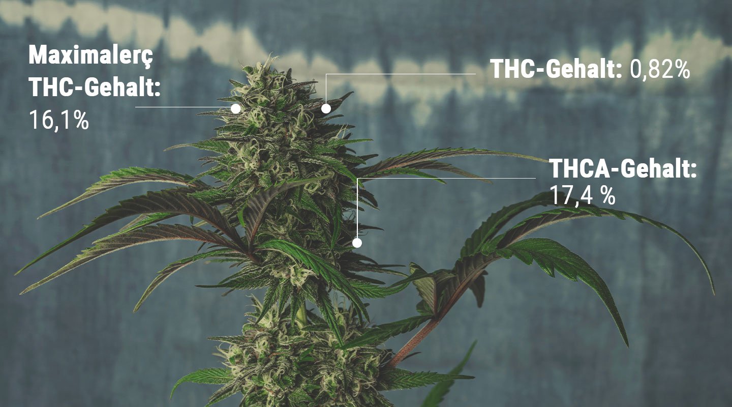 Die Wissenschaft der THC-Tests verstehen