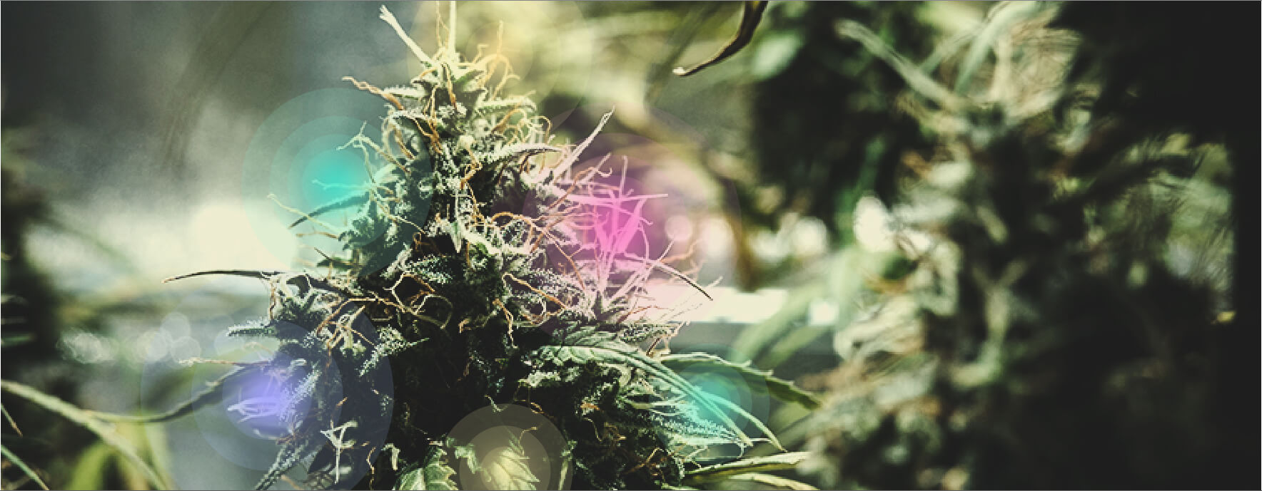 Neuartige Cannabinoide, Terpene und der Entourage-Effekt