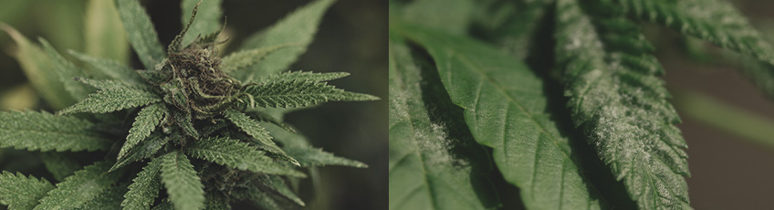 CANNABIS AILMENTS CANNABIS AILMENTS