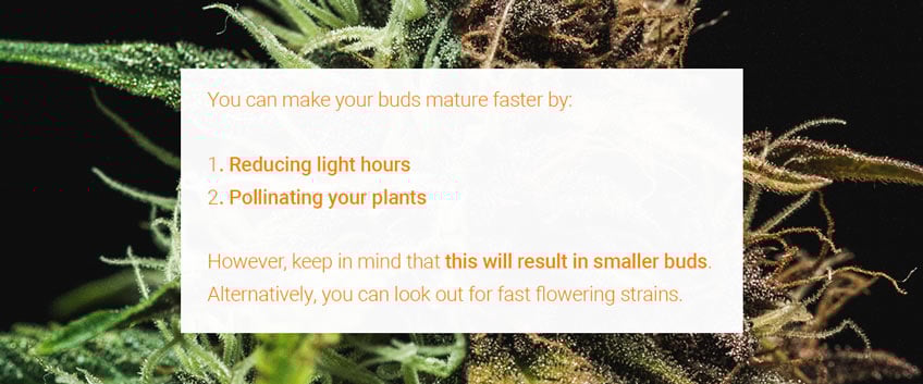 Buds Mature Faster Buds Mature Faster