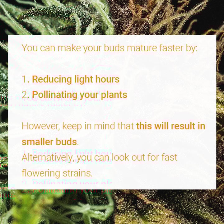 Buds Mature Faster Buds Mature Faster