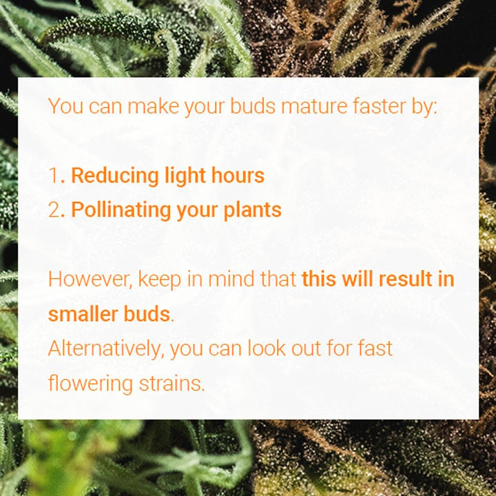 Buds Mature Faster