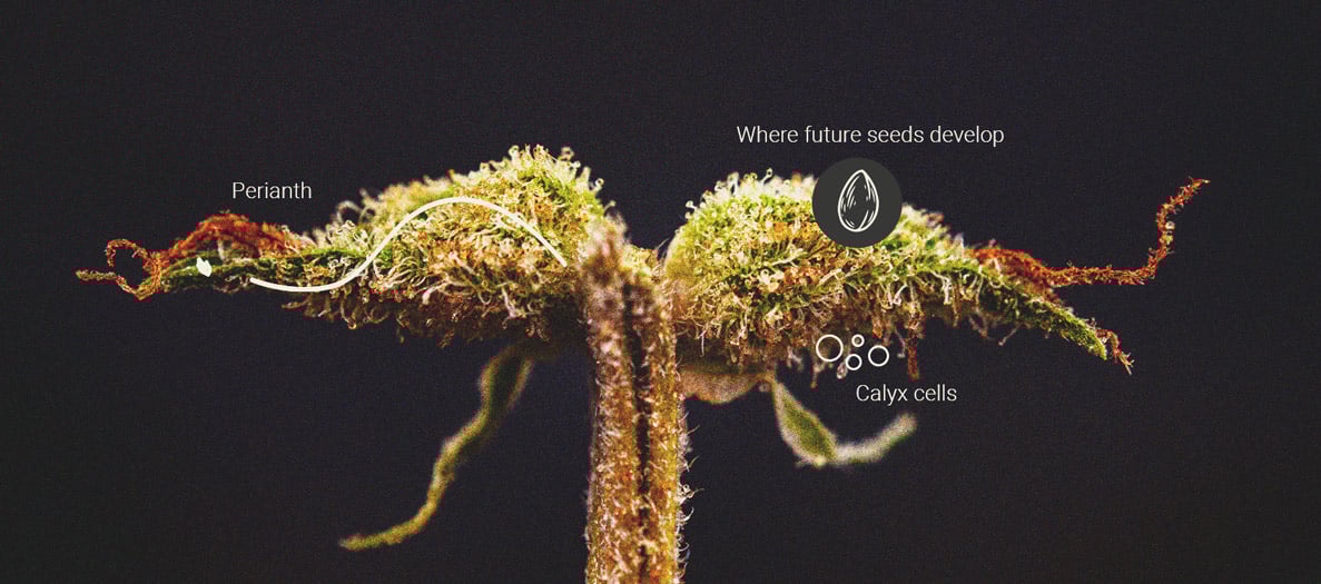 Makrofotografie einer weiblichen Hanfblüte in Nahaufnahme, die Details des Kelchs und des Perianths zeigt und die Bereiche hervorhebt, in denen sich die Cannabissamen entwickeln.