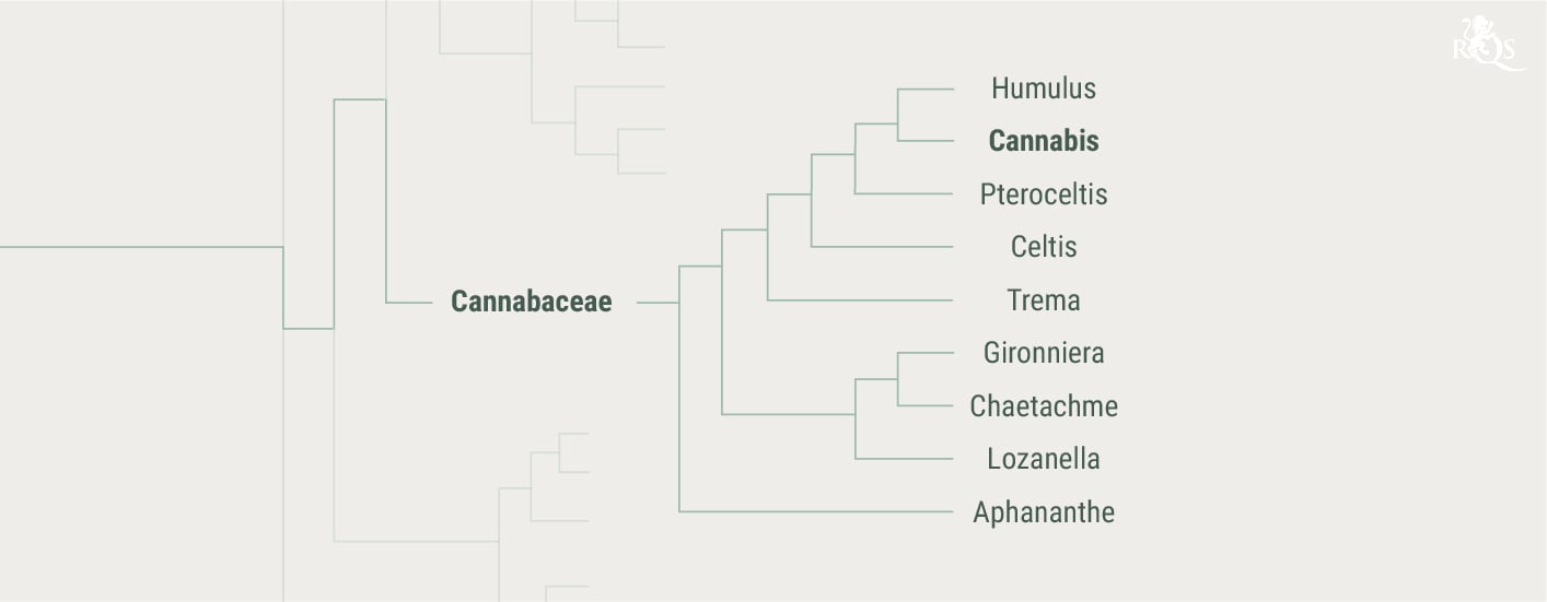Die Geschichte der Cannabaceae-Familie
