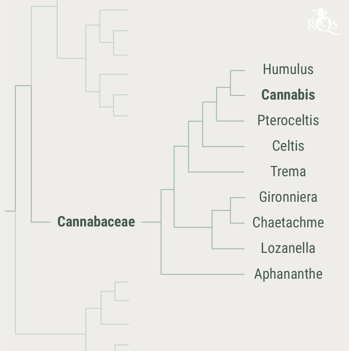 Die Geschichte der Cannabaceae-Familie