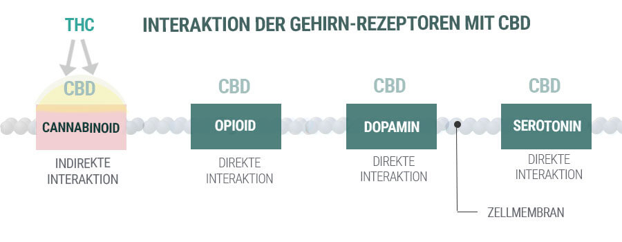 INTERAKTION DER GEHIRN-REZEPTOREN