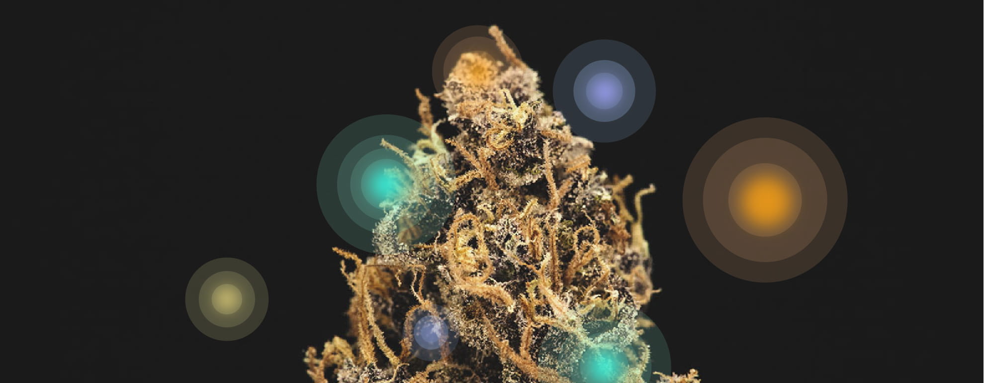 Cannabinoide und Terpene Cannabinoide und Terpene