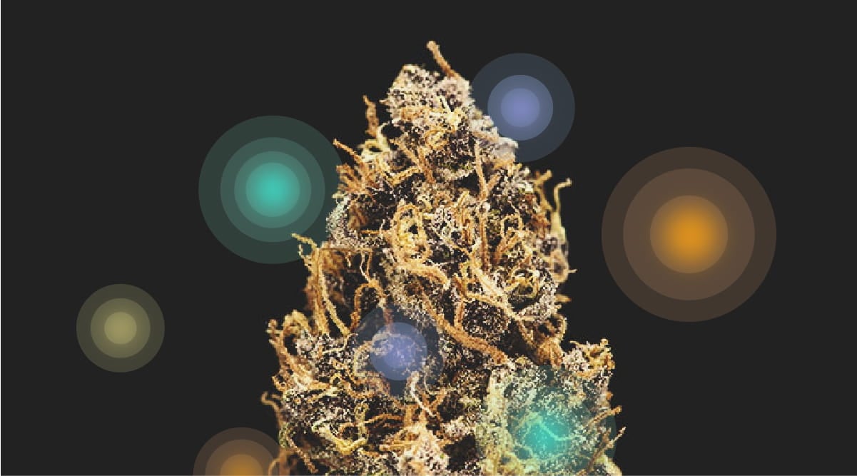 Cannabinoide und Terpene Cannabinoide und Terpene