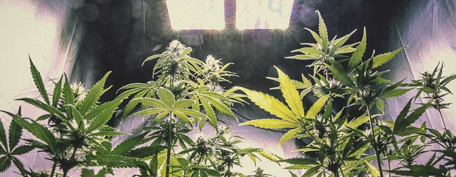 Können wir die Produktion von Cannabinoiden, Terpenen oder Flavonoiden in der Pflanze steigern?