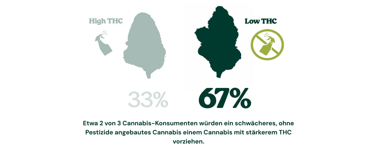 Die meisten Verbraucher bevorzugen saubereres Cannabis Infografik zeigt, dass 67 % der Cannabiskonsumenten Cannabis mit weniger THC, das ohne Pestizide angebaut wurde, stärkerem Cannabis mit höherem THC-Gehalt vorziehen würden, während 33 % sich für Cannabis mit hohem THC-Gehalt entscheiden würden.