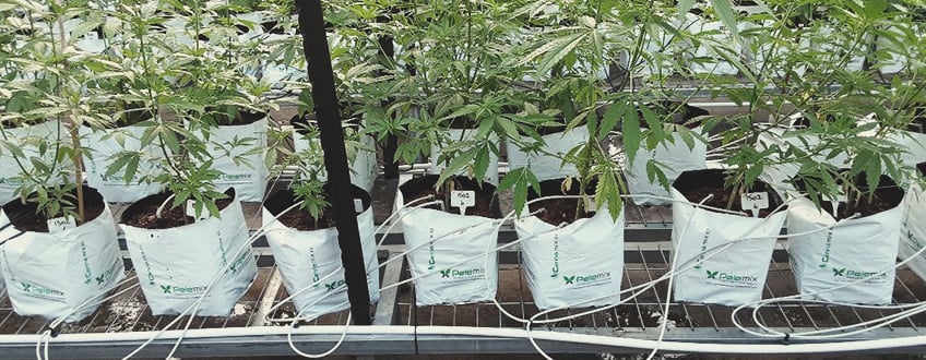 Israel: Ein Zentrum der Cannabis-Innovation Israel: Ein Zentrum der Cannabis-Innovation