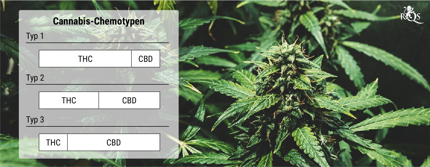 Was sind Cannabis-Chemotypen? Was sind Cannabis-Chemotypen?