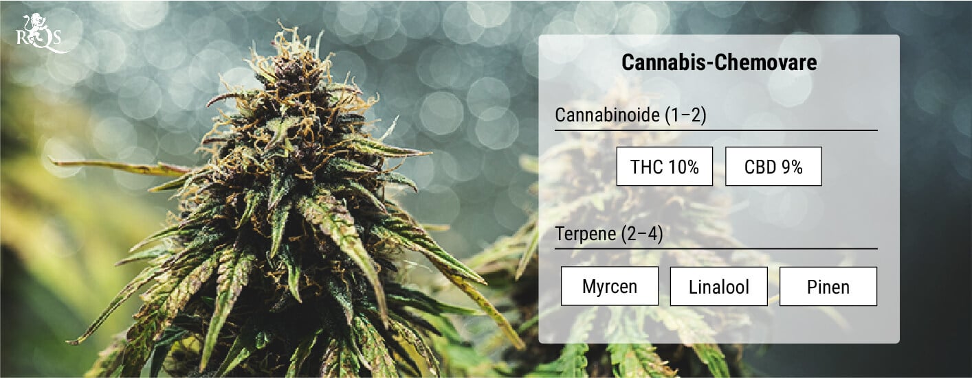 Cannabis-Chemovare: Eine genauere Methode der Klassifizierung Cannabis-Chemovare: Eine genauere Methode der Klassifizierung