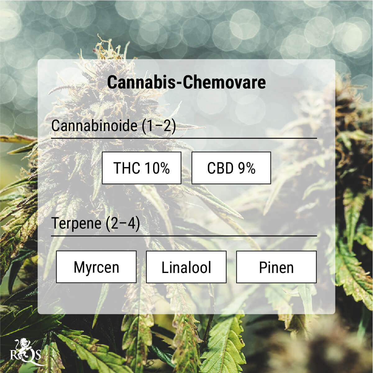 Cannabis-Chemovare: Eine genauere Methode der Klassifizierung