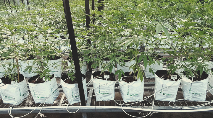 Israel: Ein Zentrum der Cannabis-Innovation Israel: Ein Zentrum der Cannabis-Innovation