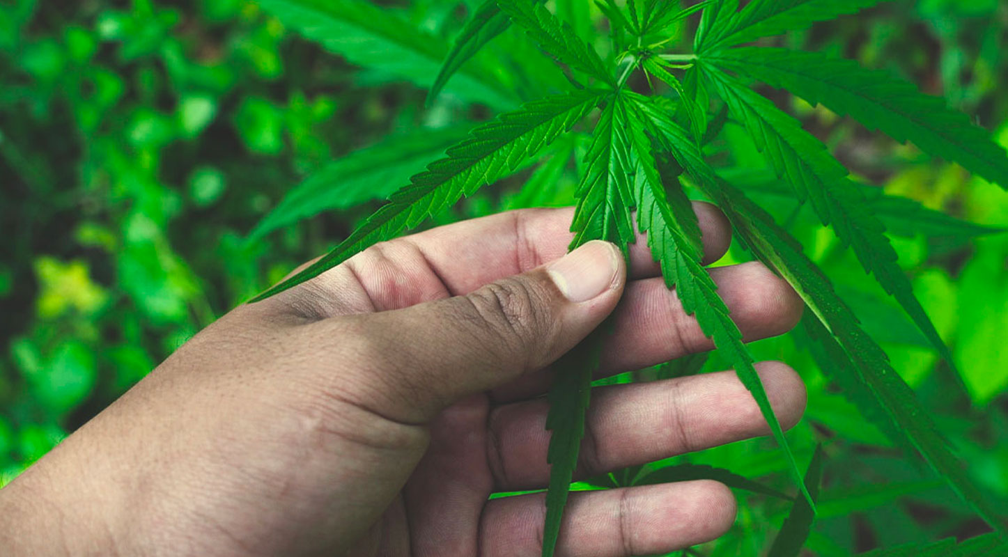 Wann und wo gelangte Cannabis nach Afrika? Wann und wo gelangte Cannabis nach Afrika?
