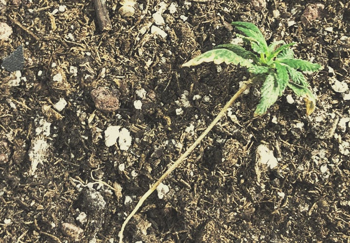 CANNABIS AILMENTS CANNABIS AILMENTS