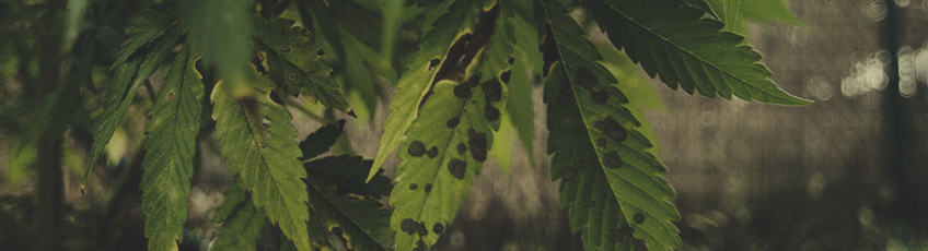 CANNABIS AILMENTS CANNABIS AILMENTS
