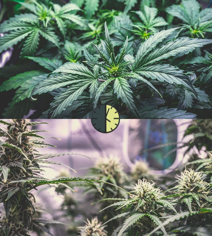 Die Vor- Und Nachteile Von Autoflowering Cannabissorten