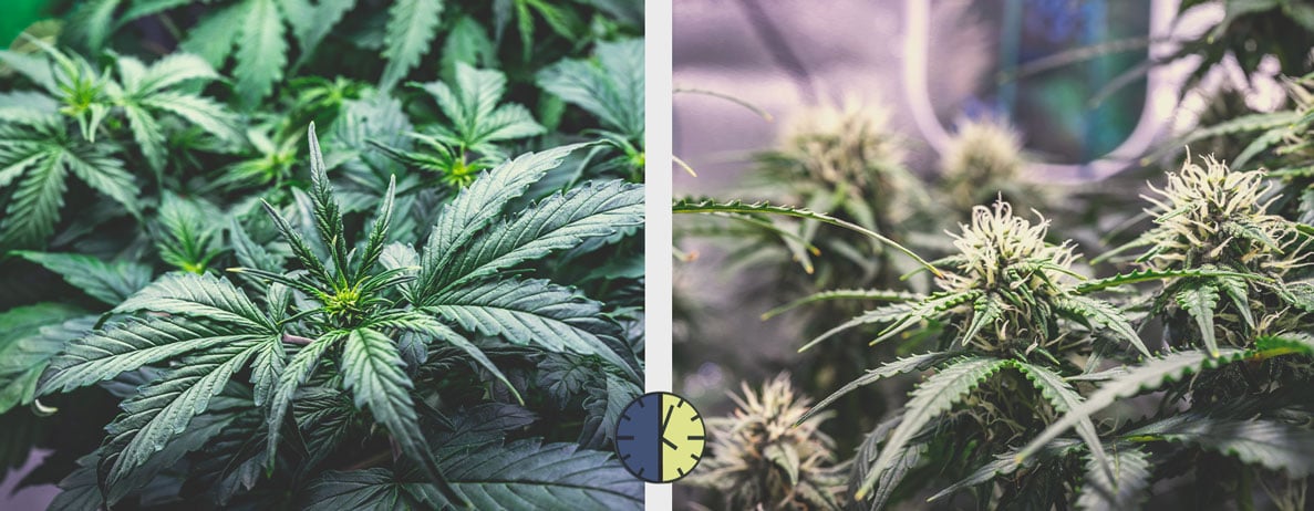 Die Vor- Und Nachteile Von Autoflowering Cannabissorten