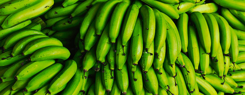 Banana Pipe Cannabis