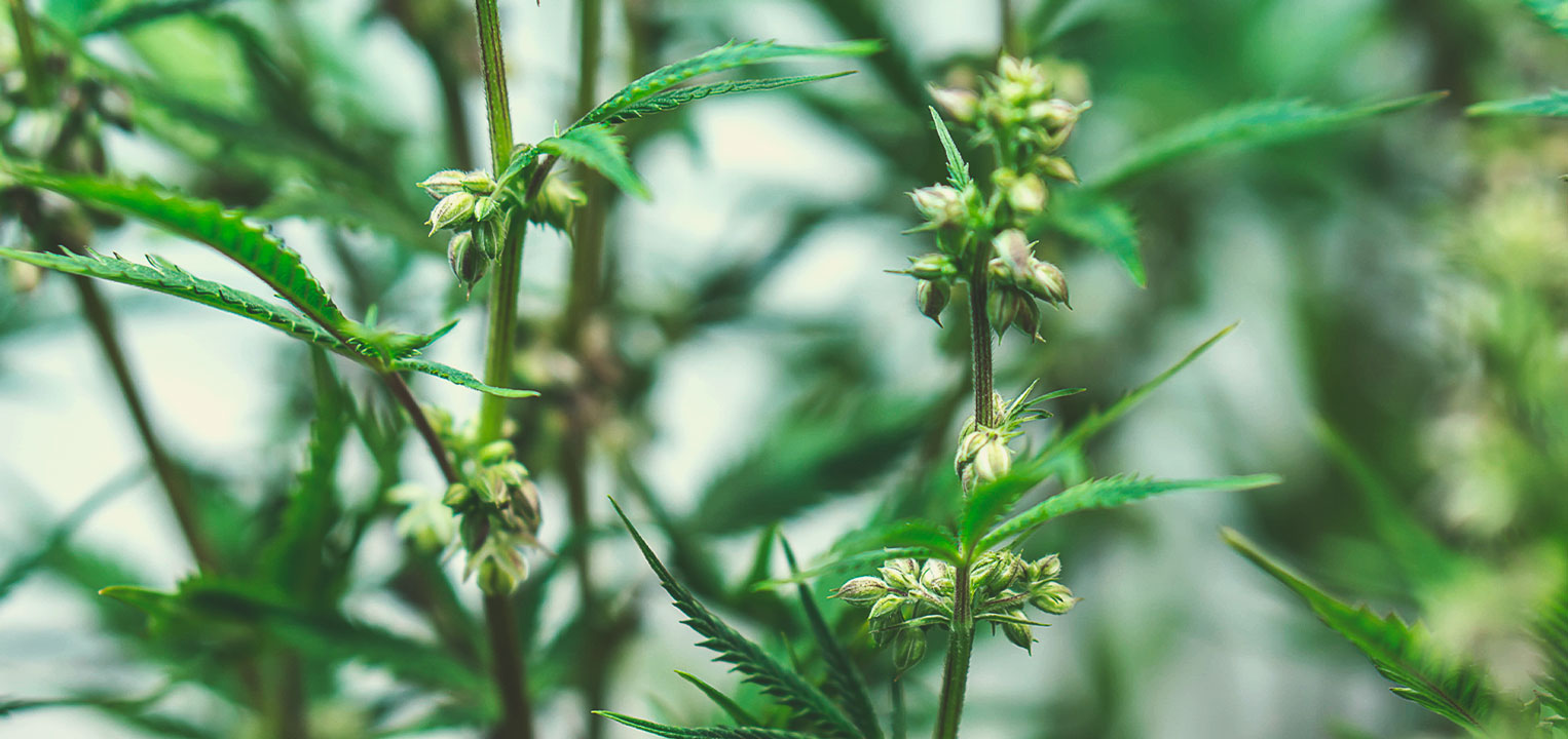 Wie medizinische Cannabissamen gezüchtet werden