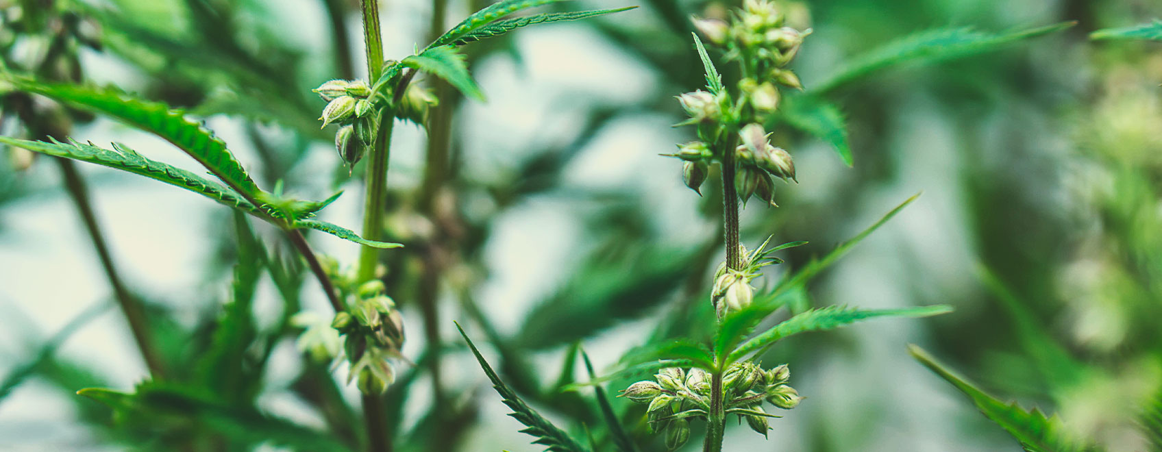 Medical cannabis seedsWie medizinische Cannabissamen gezüchtet werden Wie medizinische Cannabissamen gezüchtet werden