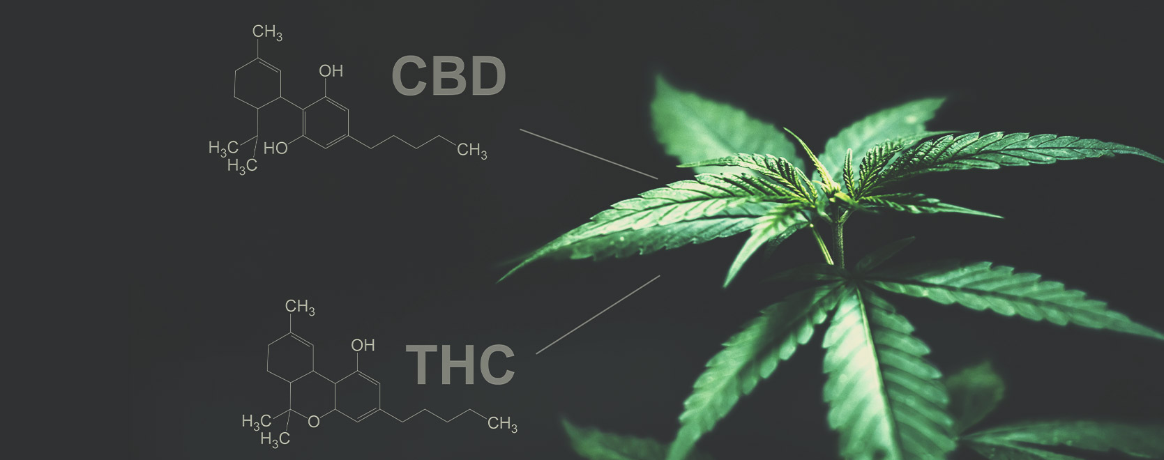 Gibt es diesbezüglich einen Unterschied zwischen THC und CBD?