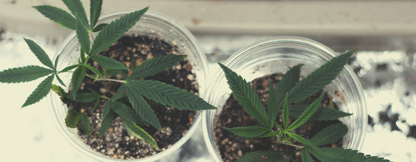 Allgemeine Tipps zum Geldsparen beim Cannabisanbau