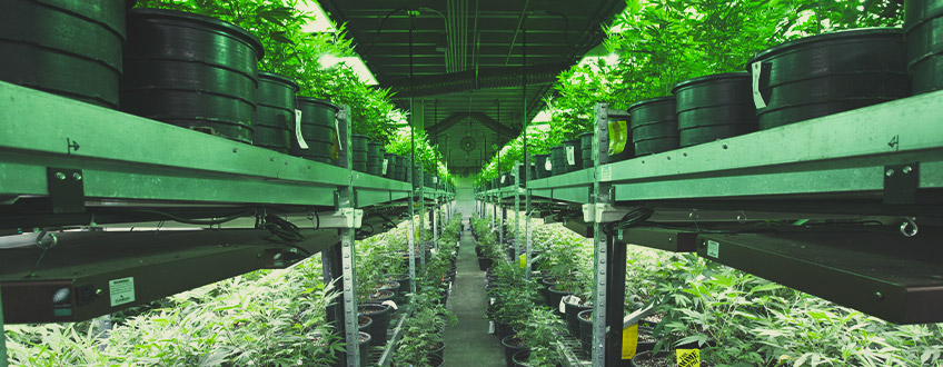 Cannabis clubs catalonia