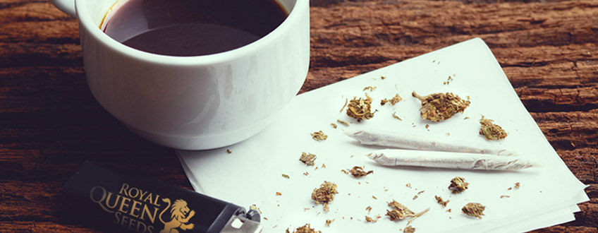 KAFFEE WEED CANNABIS ROYAL KÖNIGIN SAMEN