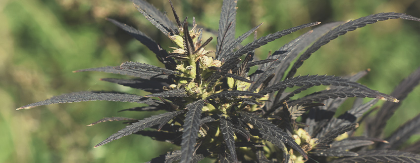 Welchen Effekt haben kalte Temperaturen auf Cannabispflanzen während der Blütephase?