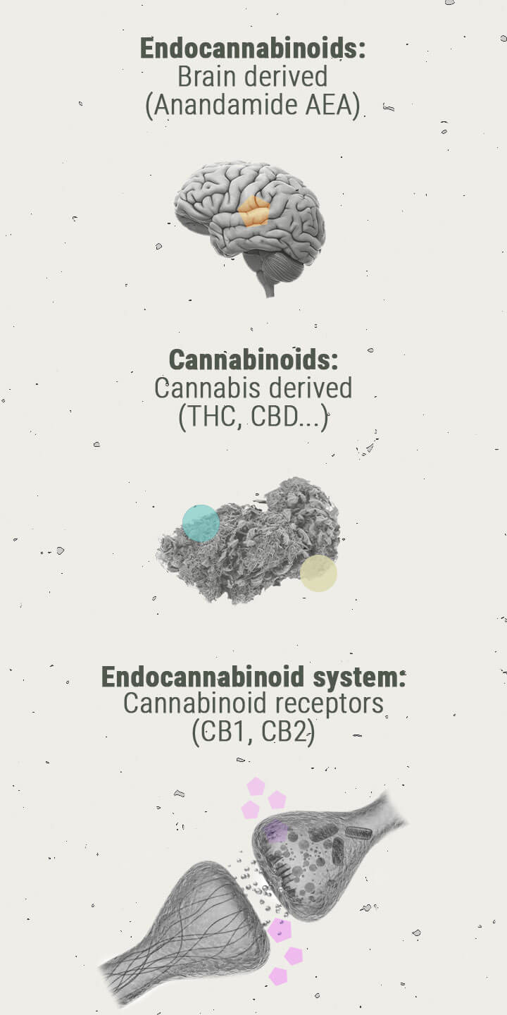 Die Chemie des Cannabis-Highs Die Chemie des Cannabis-Highs