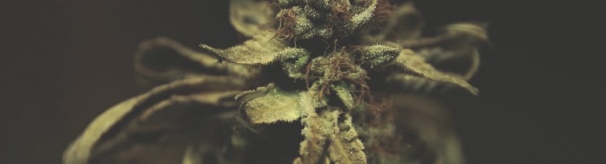 CANNABIS AILMENTS CANNABIS AILMENTS
