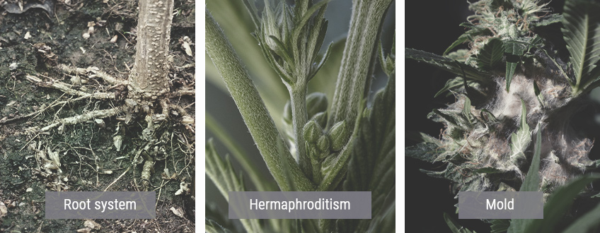 Wie kaltes Wetter Cannabispflanzen beeinflusst Wie kaltes Wetter Cannabispflanzen beeinflusst