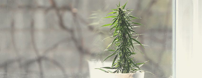 Wähle den besten Platz für Deine Cannabispflanzen aus