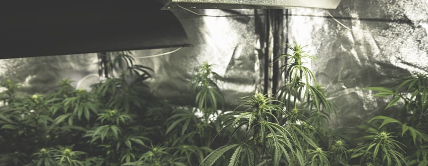 Warum ist Licht wichtig für den Cannabisanbau?