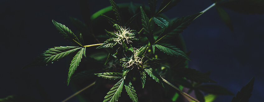 Auch die Sternzeichen spielen beim Weed-Anbau nach dem Mond eine Rolle