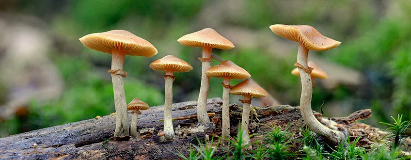 Kann Man Cannabis Und Zauberpilze Kombinieren Rqs Blog