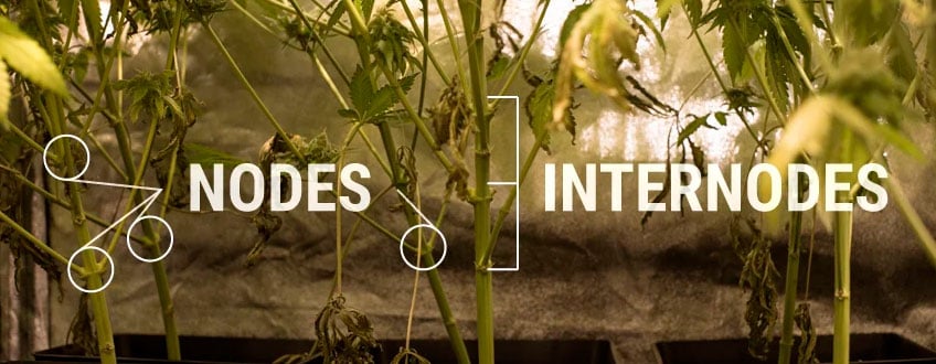 Nodes Internodes Cannabis Pflanzenstruktur