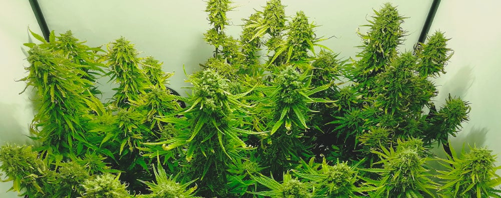 Deine Autoflowers bleiben weiterhin klein? Berücksichtige den pH-Wert Deine Autoflowers bleiben weiterhin klein? Berücksichtige den pH-Wert