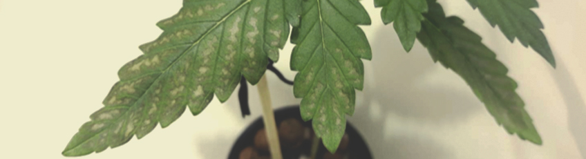 CANNABIS AILMENTS CANNABIS AILMENTS